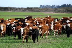 Producción de carne: ¿hubo estancamiento o cambio y adaptación?