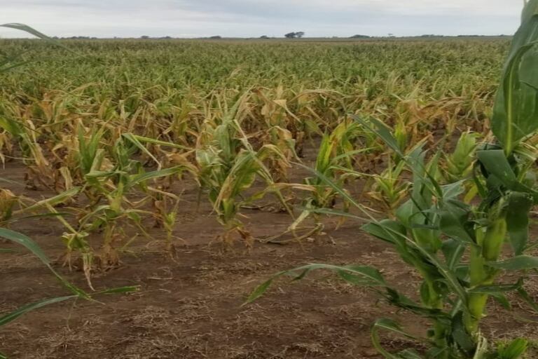 Un lote con maíz afectado por la sequía en Villa Mirasol, en Quemú Quemú