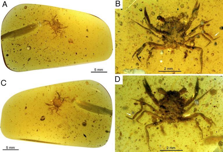 Un equipo internacional de investigadores descubrió el primer cangrejo de la era de los dinosaurios del Cretácico conservado en ámbar