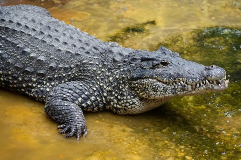 Un cocodrilo se electrocutó en un zoo al atacar un tomacorriente - LA NACION
