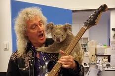 Brian May le tocó la guitarra a un koala rescatado de los incendios de Australia