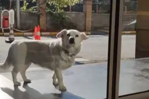 Video: una perra leal espera seis días afuera del hospital a su dueño enfermo