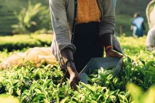 Casi el 5% de la población de Sri Lanka trabaja en el sector del té