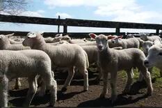 Robaron cinco corderos y ahora alertan que su consumo “puede ocasionar graves problemas de salud”