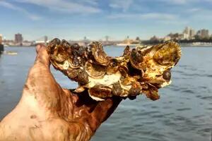 Usan 1000 millones de ostras para limpiar el puerto de Nueva York
