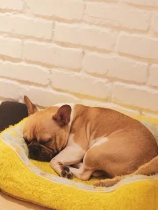 Debido a su tamaño compacto, los bulldogs franceses pueden vivir en departamentos o casas pequeñas