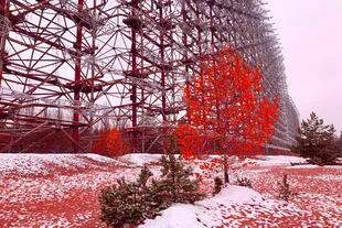 Chernobyl: Así es el impenetrable "bosque rojo", uno de los lugares más radiactivos del mundo