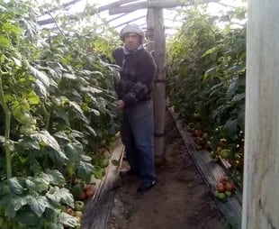 El productor Héctor Dezzoti en su invernadero de tomates