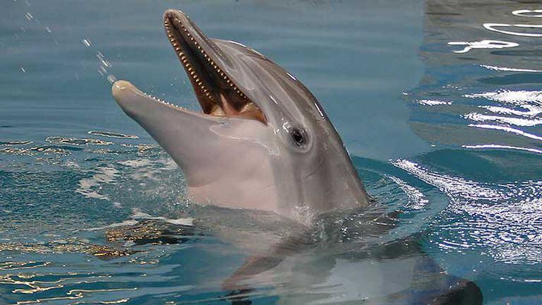 La delfín falleció por problemas intestinales el jueves por la noche