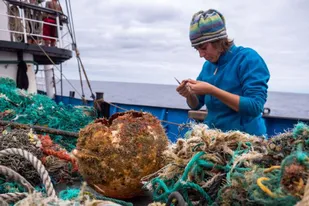 Las especies que han colonizado la gigantesca “isla” de plástico que flota en el Pacífico