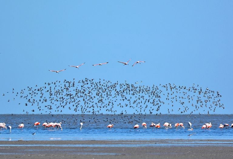 Parinas y bandada de falaropos en la laguna de Mar Chiquita o Mar de Ansenuza, al noreste de Córdoba