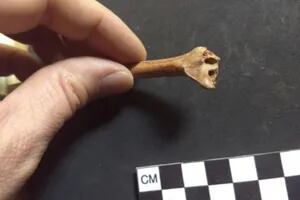 Hallan la primera evidencia humana en América del Norte hace 30.000 años