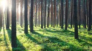 La cadena forestal apunta al crecimiento