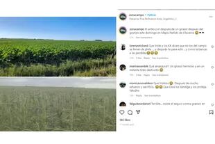 En la cuenta de Instagram de Zona campo compartieron las imágenes de antes y el después del paso del granizo sobre una plantación de girasol