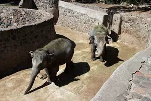 Pocha y Guillermina, las elefantas del zoo de Mendoza, más cerca de la libertad
