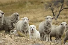 Los perros que cuidan ganado y, a la vez, protegen a felinos silvestres en campos argentinos