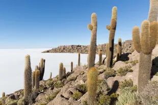Incahuasi es una de las tantas islas del desierto de sal y está repleta de cáctus, roca volcánica y coral.