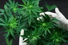 Un proyecto busca habilitar el autocultivo para cannabis medicinal en la ciudad