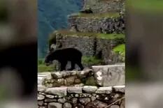 A falta de turistas, dos osos pasearon por las ruinas de Machu Picchu