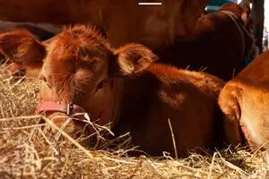La Argentina vuelve a exportar embriones bovinos “in vivo” a la Unión Europea