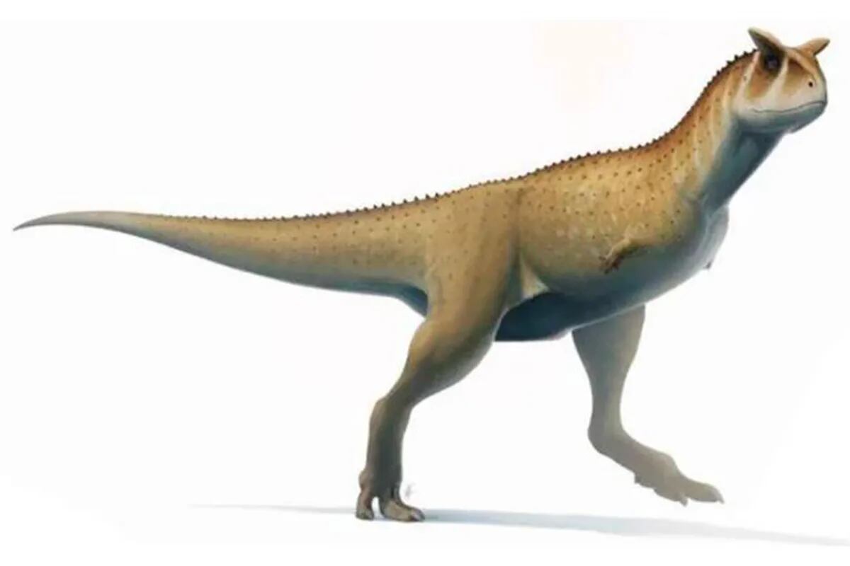 Hallan por primera vez en Salta restos de un dinosaurio carnívoro - LA  NACION