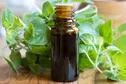 Orégano: el aceite natural que ayuda a  equilibrar el metabolismo y tiene propiedades terapeúticas