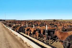 La Argentina podría duplicar la producción de carne vacuna si lograra “empatar” a Estados Unidos en un indicador