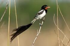 8 aves emblemáticas de los parques nacionales argentinos