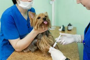 En Chile vacunaron a personas contra el Covid con vacunas para perros