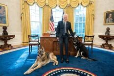 En la Casa Blanca: uno de los perros de Biden volvió a morder a un empleado