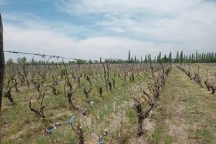 El viñedo afectado por las heladas en la zona de Mendoza