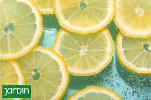 Tres recetas irresistibles con limón para disfrutar en los días de calor