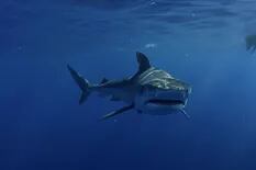 Un tiburón mató a un buzo en México: le arrancó la cabeza y le mordió los hombros