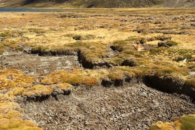 Extractores ilegales de turba habían cortado cuadrados de tierra en un patrón de tablero de ajedrez para venderlos en viveros de plantas en Lima