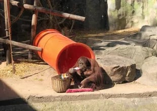 Así está hoy la orangutana Sandra que será trasladada a fin de mes