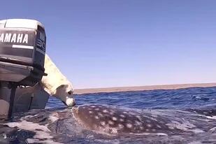 El conmovedor encuentro entre un perro y un tiburón ballena que se volvió viral