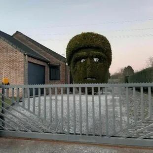 Los dueños podaron un arbusto para que parezca la cara de un hombre