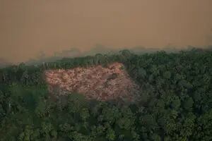 Venden ilegalmente áreas amazónicas de Brasil