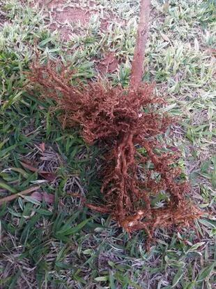 Los daños a las raíces llegan a matar a  plantas jóvenes  y también al césped.