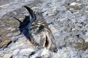 Encontraron un tiburón congelado en una playa de Massachusetts y causó conmoción