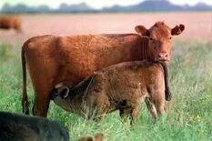 El Gobierno oficializó la creación de un plan para producir más carne: cuáles son sus objetivos