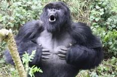 Descubren la verdadera razón por la que los gorilas se golpean el pecho