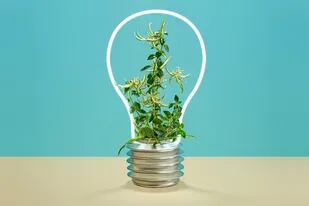 Por qué un emprendimiento sustentable es una buena idea