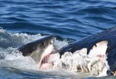 El impresionante momento en que tiburones blancos devoraron los restos de una ballena