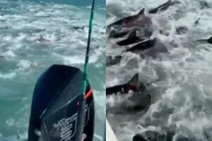 El impactante momento en el que un grupo de pescadores fue rodeado por cientos de tiburones hambrientos