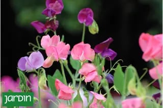 Una planta fácil para sembrar ya y disfrutar en primavera llena de flores y perfume