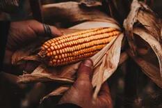 Tensión con EE.UU: México prohíbe la importación del maíz transgénico
