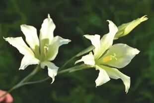 Gladiolus tristis.