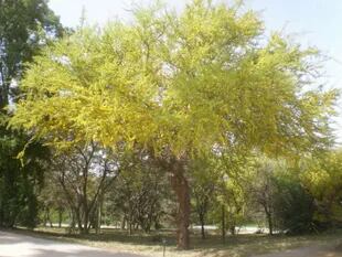 El chañar es un árbol nativo medicinal muy difundido en el noroeste del país