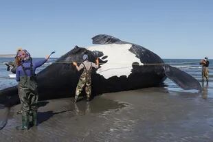 Aparición de ballenas francas muertas en el Golfo Nuevo